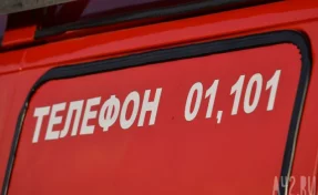 Сразу двух косуль заметили в кузбасском городе: одна застряла в заборе