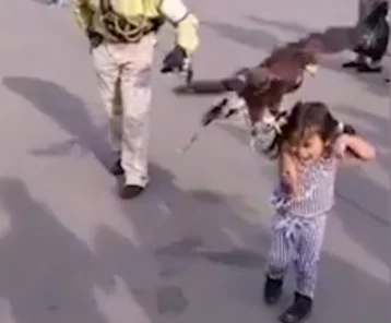 Фото: В Мексике орёл запрыгнул на голову девочки и вцепился ей в волосы 1