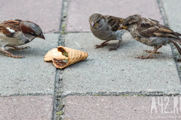 Юрист рассказал, в каких случаях за кормление птиц могут оштрафовать