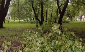 Кузбассовец взыскал с УК почти 250 тысяч за упавшую на машину ветку дерева