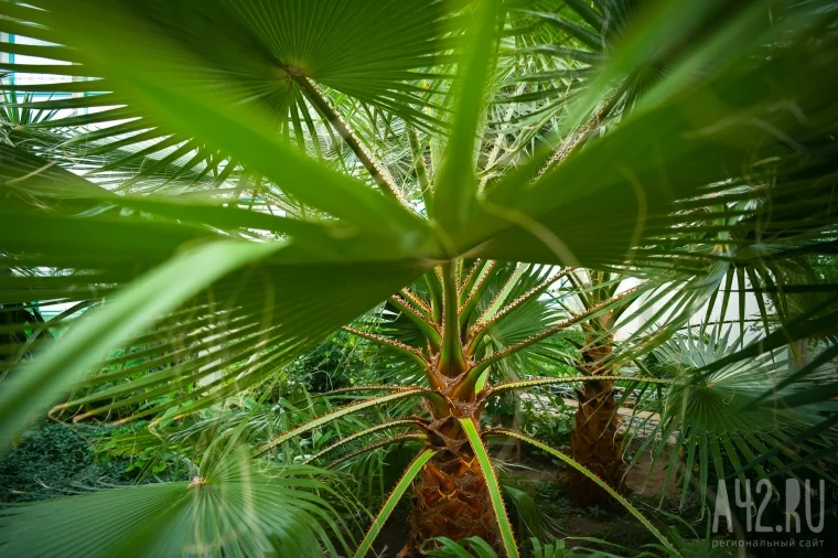 Фото: Большая наука, дендрарий и экокафе: как изменится кемеровский ботанический сад  2