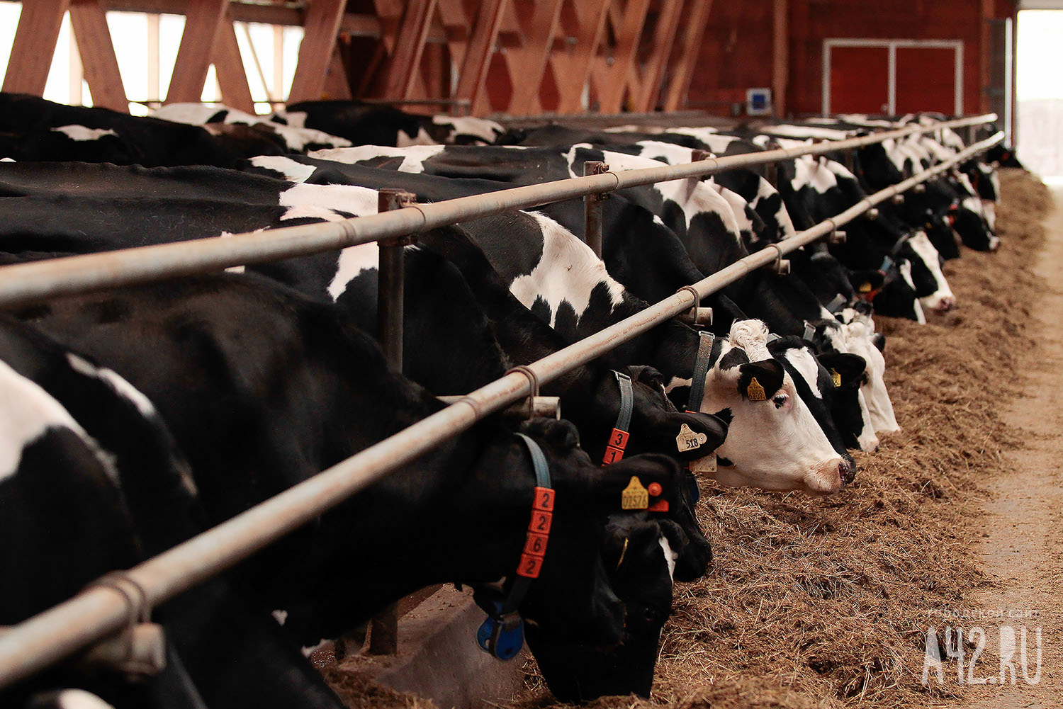 Сельхозпредприятия Кузбасса получили 44 млн рублей на переработку молока