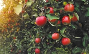 Опрос: РСХБ выяснил любимый цвет и вкус яблок россиян