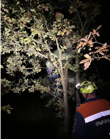 В Крыму подростки залезли на дерево, спасаясь от кабанов