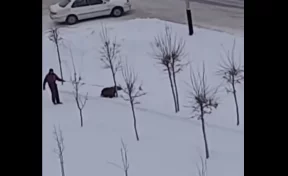 Власти Прокопьевска заинтересовались видео с мужчиной, гулявшим с медведем