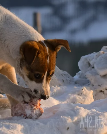 В Татарстане умерла девочка, пострадавшая от нападения стаи бездомных собак