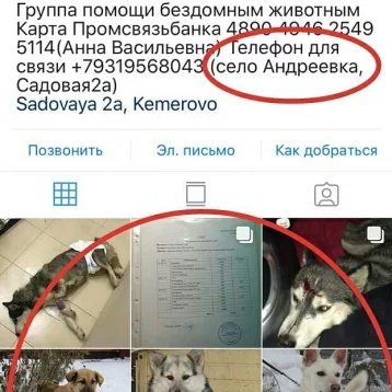 Фото: Кемеровчане сообщили о мошенниках, собирающих деньги под видом приюта для животных 1