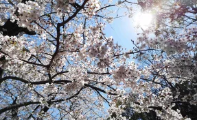 Пульмонолог рассказала, как защититься от аллергии в сезон цветения