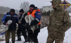 Спасатели показали на видео, как ловили отбившегося от стаи лебедя в Кемерове