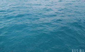 В Индии марлин выдернул рыбака из лодки и утащил в открытое море
