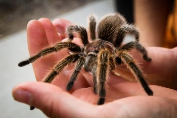Фото: Мужчина завёл тарантула, чтобы избавиться от тёщи 1