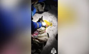 Собаку по кличке Люся спасли на пожаре в Белове