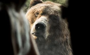 Медведь остался недоволен свадебной фотосессией в зоопарке