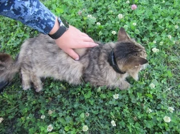 Фото: В Нижегородской области поймали кота-наркокурьера на территории ИК 1