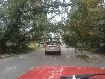 Фото: В Кемерове на машину упало дерево 1