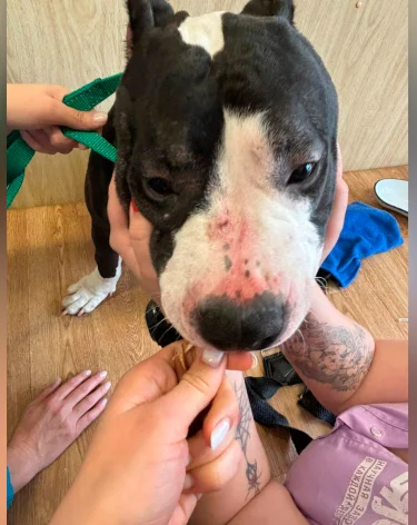 Суд отправил в колонию на 3,5 года избившего собаку новокузнечанина