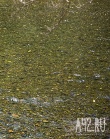 В Кузбассе суд приостановил работу компании по золотодобыче на 80 суток