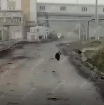 Фото: Медвежонка на территории кузбасской шахты сняли на видео 1