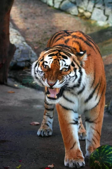 Фото: Ленинградский зоопарк сообщил о смерти 16-летнего тигра Амадея 1