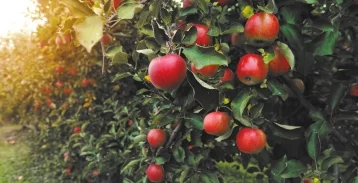 Фото: Опрос: РСХБ выяснил любимый цвет и вкус яблок россиян 1