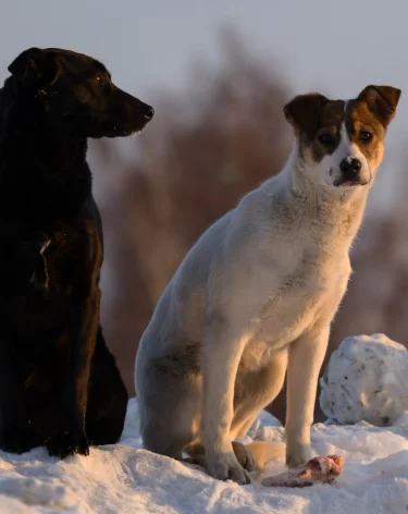Житель Кемерова обратился к Бастрыкину из-за агрессивной стаи собак