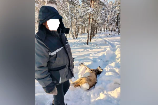 В Кузбассе браконьер убил самца сибирской косули 
