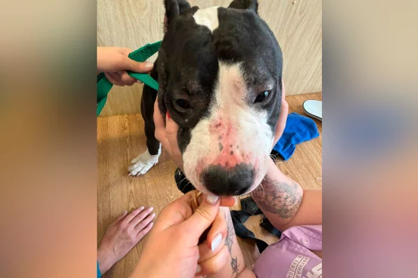 Суд отправил в колонию на 3,5 года избившего собаку новокузнечанина