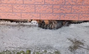 В Кузбассе спасатели вызволили застрявшую в щели кошку