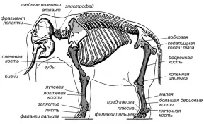 Кемеровские археологи восстановят скелет мамонта