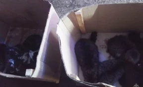 В Симферополе сотрудники МЧС спасли от мучительной смерти 15 котов 
