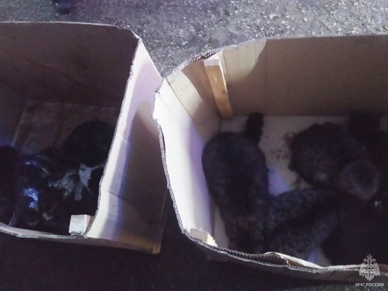 В Симферополе спасатели вынесли из задымлённого помещения 15 котов — все живы