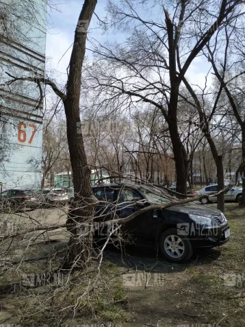 Фото: Очевидец: в Кемерове на машину упало дерево 2