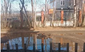 Кузбассовцам объяснили, почему утки облюбовали лужи во дворах жилых домов