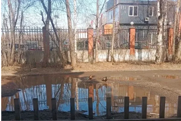 Кузбассовцам объяснили, почему утки облюбовали лужи во дворах жилых домов