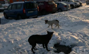 Жители Кемеровского округа пожаловались на чипированных собак