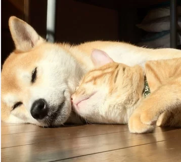 Фото: Соцсети умилили сиба-ину и рыжий кот, спящие в обнимку 1