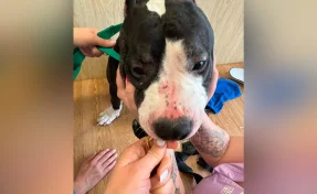 Суд отправил в колонию на 3,5 года избившего собаку новокузнечанина