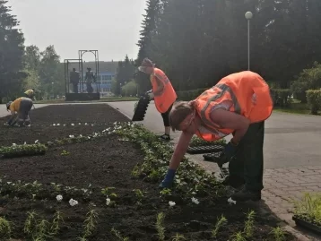Фото: В Кемерове началась высадка цветов на клумбы 3