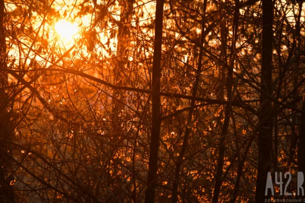 Семья туристов с пятилетним ребёнком ушла в поход и пропала в лесу в Красноярского крае