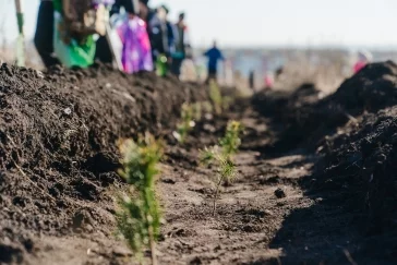 Фото: 10 000 новых деревьев в Новокузнецке: как прошёл масштабный экопраздник от Goodline 14