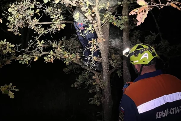 В Крыму подростки залезли на дерево, спасаясь от кабанов