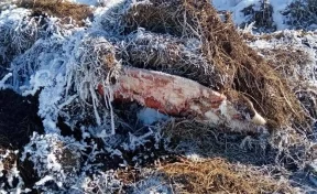 Прокуратура: в Кузбассе на сельхозземлях образовались скотомогильник и свалка