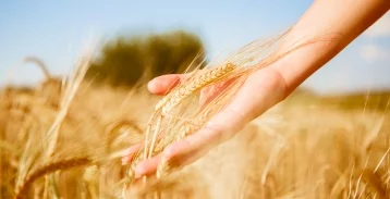 Фото: Россельхозбанк назвал перспективные рынки для увеличения экспорта зерновых 1