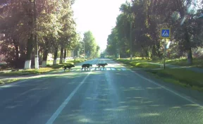 Кемеровчан развеселили собаки, соблюдающие правила дорожного движения