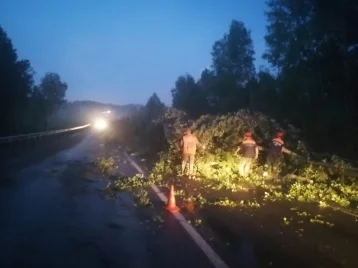Фото: На кузбасской трассе поваленное дерево перегородило проезд автомобилям 1