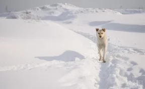 Белую собаку с ошейником обнаружили в Ленинске-Кузнецком на остановке