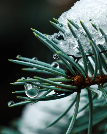 Полмиллиона хвойных: РСХБ оценил рынок живых новогодних деревьев