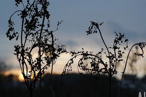 В Красноярском крае нашли автомобиль пропавшей семьи