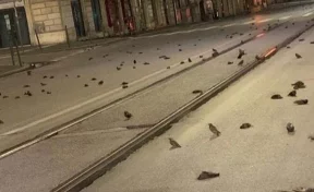 В Италии прошёл «дождь» из мёртвых птиц