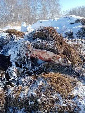 Фото: Прокуратура: в Кузбассе на сельхозземлях образовались скотомогильник и свалка 1